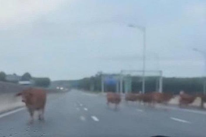 Siết quản lý sau vụ đàn bò vào cao tốc Vạn Ninh - Cam Lộ, tránh nguy cơ tai nạn - Báo Pháp Luật Việt Nam