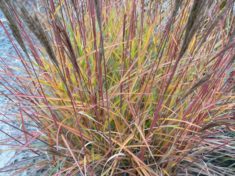 Miscanthus sinensis 'Ibiza' con spighe argentate in giardino naturalistico