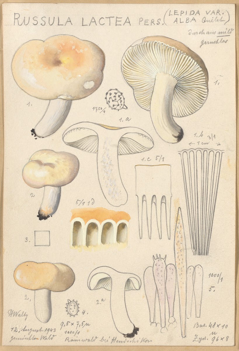 Russula lactea 1915 1945