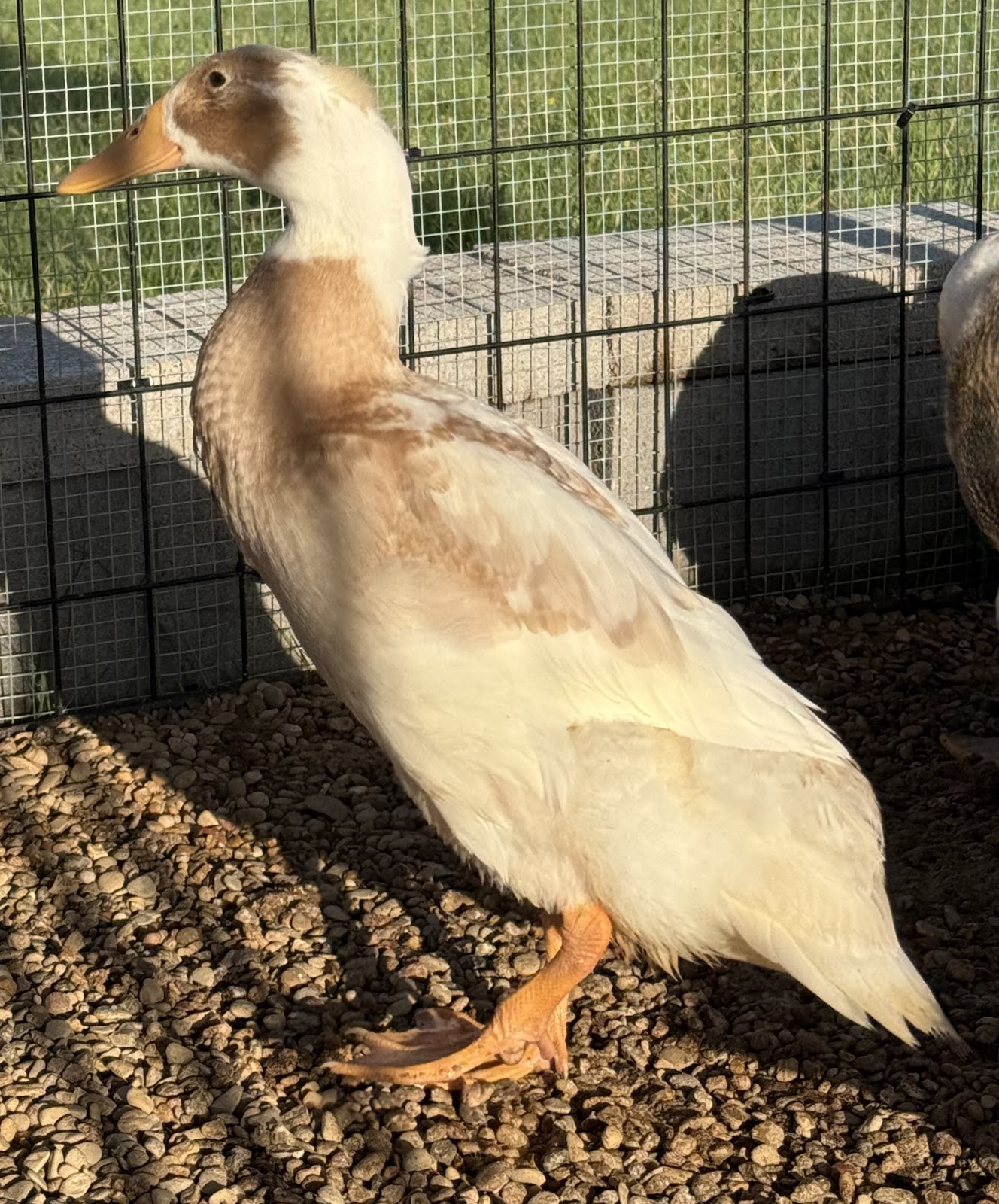 Fawn & White Runner Duck