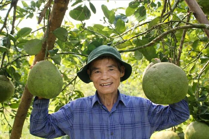 Cựu chiến binh 'phủ xanh' 16.000m² vườn cây ăn trái - Báo Sài Gòn Giải Phóng