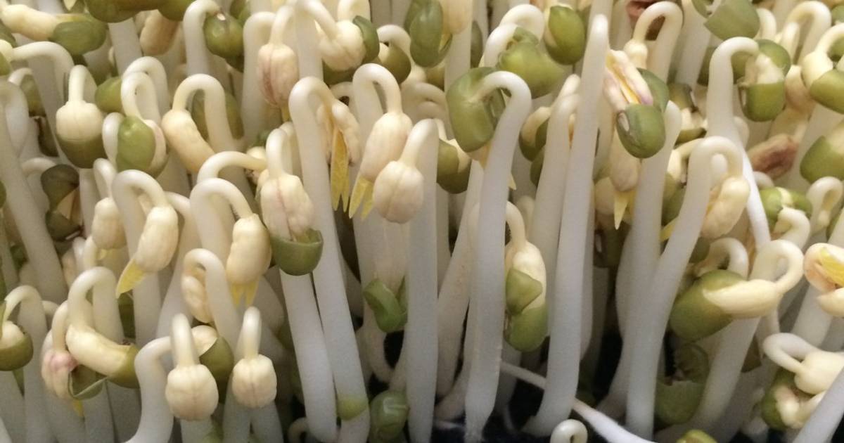 Cách ủ giá bằng nồi hấp hoặc trõ