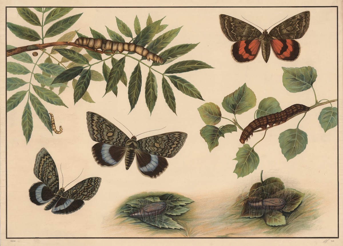 Underwing Moths 1913
