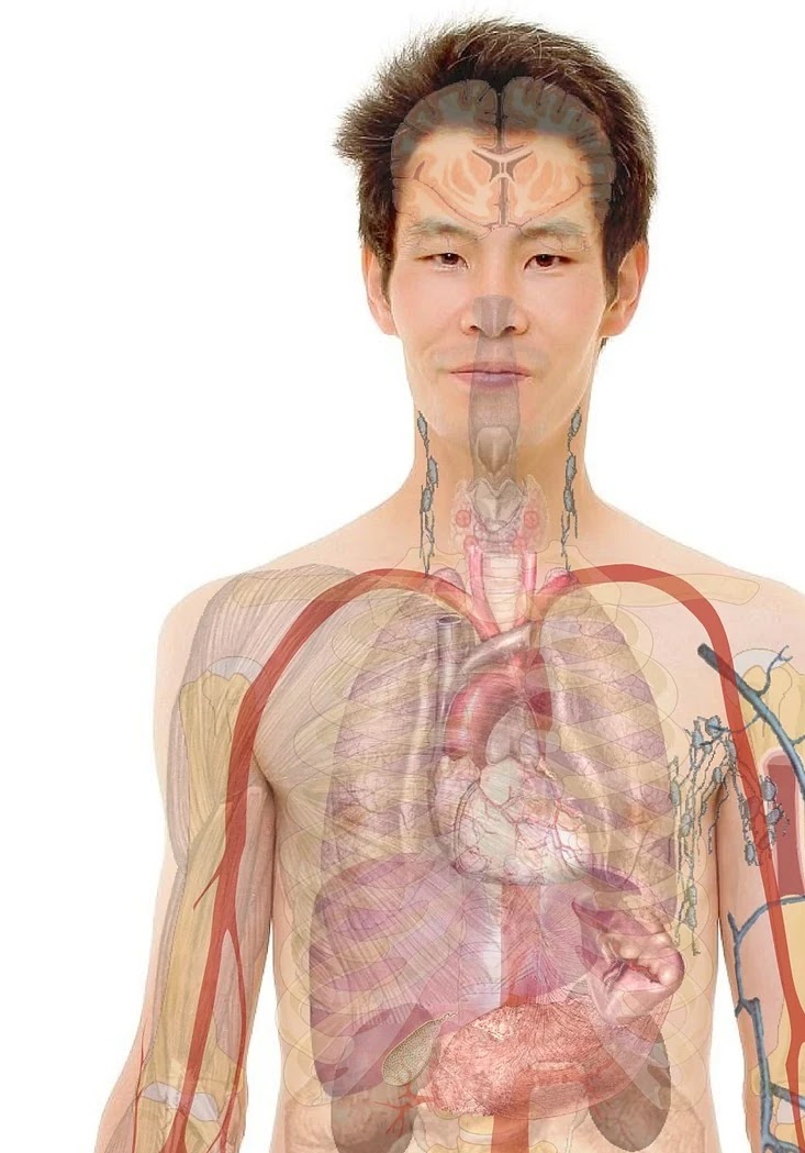 건강검진 혈압 수치별 신체 구조 변화와 관리 방법