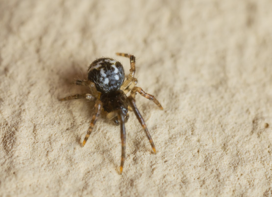 Parasteatoda sp.