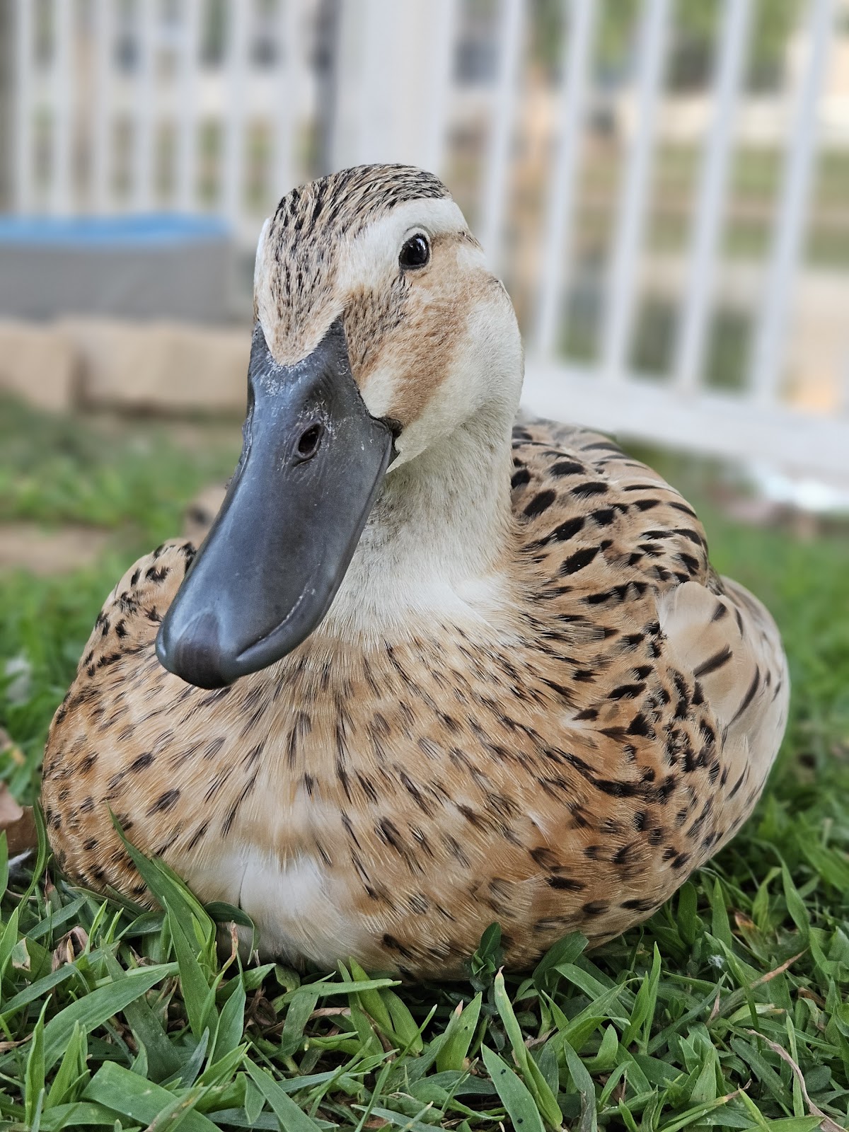 Welsh Harlequin Duckling