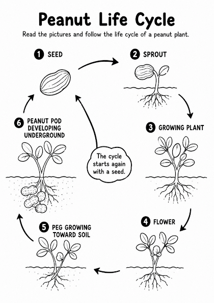 Peanut Life Cycle Worksheet