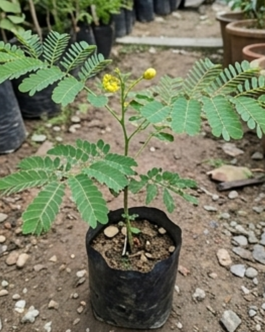 Radhachura Dwarf Plant — view 5