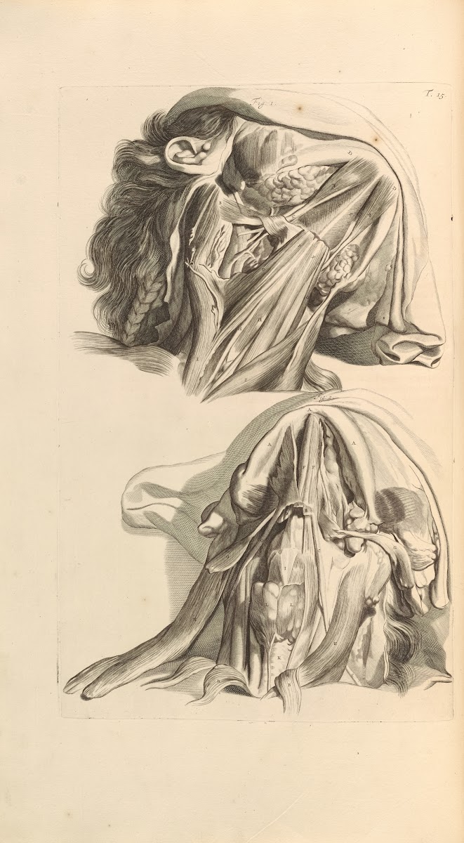 Anatomia humani corporis Pl016 1685