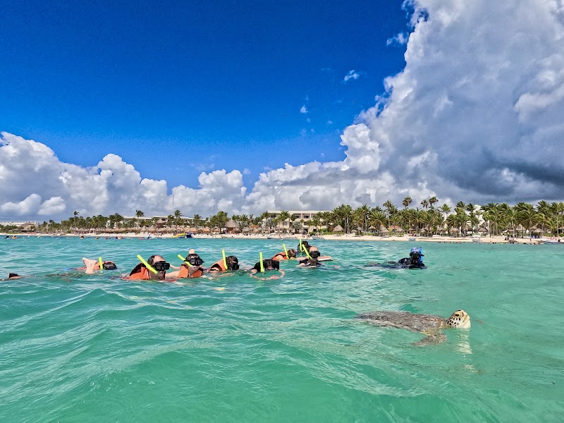 Snorkel with Sea Turtles in Akumal — 10