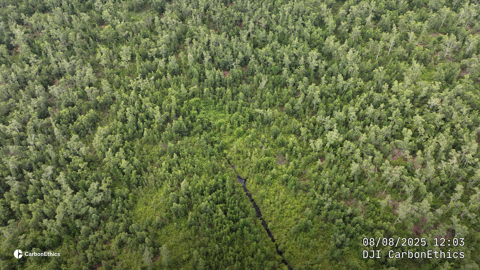 the forest protection patrol system in the Pulang Pisau PRESERVE