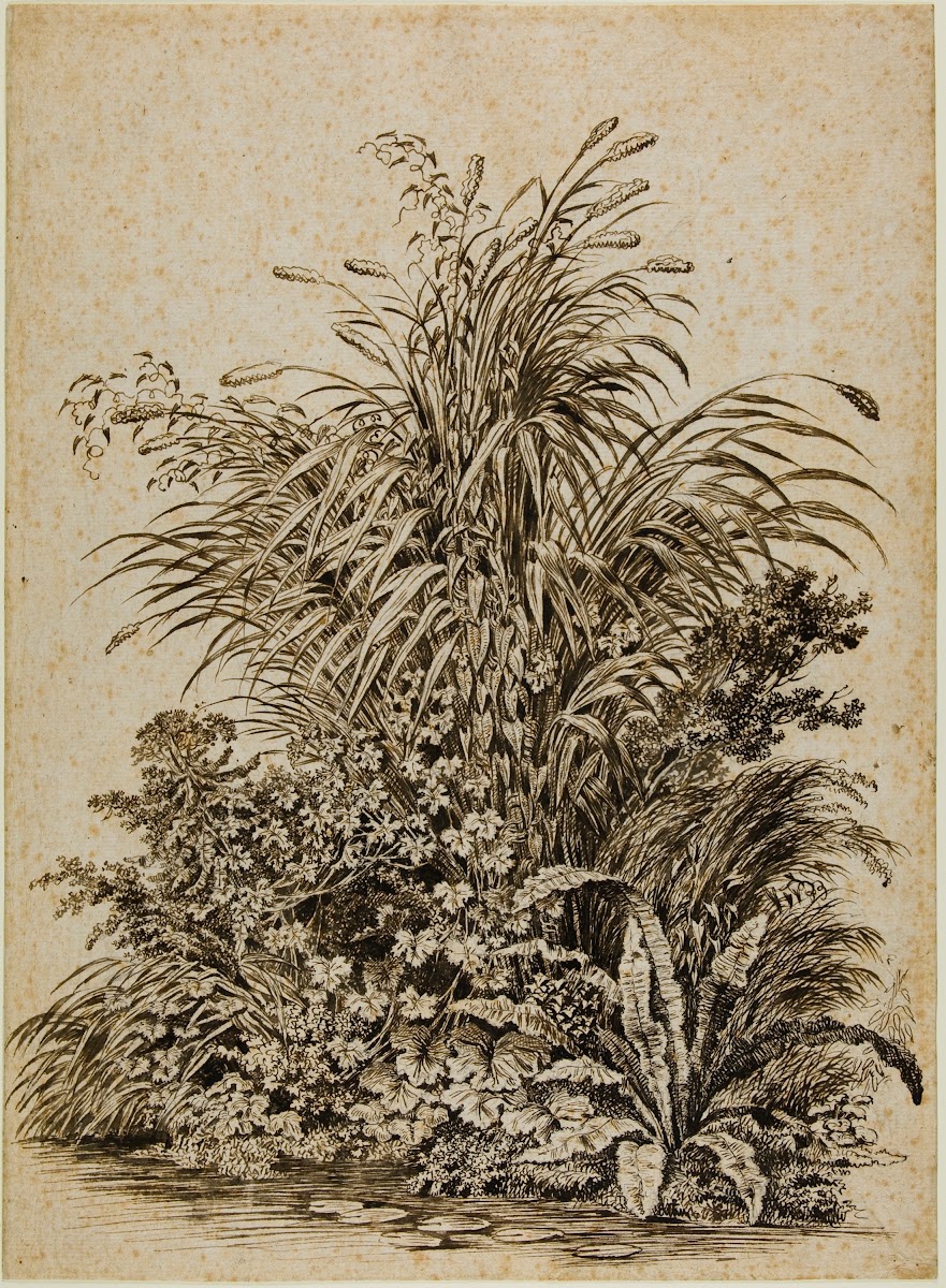 Plants at Waters Edge c 1800