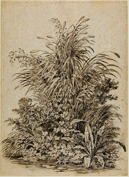 Plants at Waters Edge c 1800