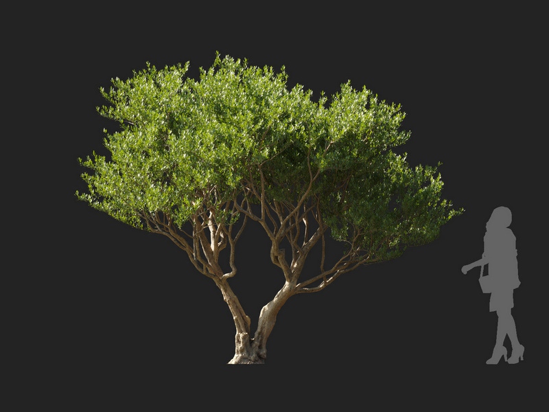 Maxtree - Plant Models Vol.127
