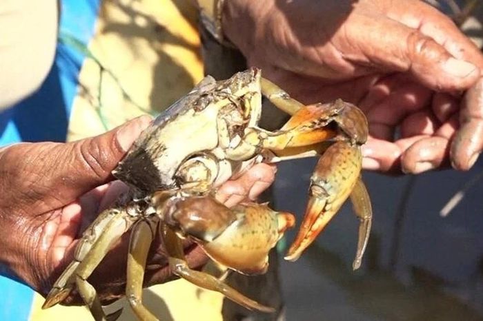 Cà Mau: Nắng nóng thiêu đốt, hơn 1.300 ha thủy sản chết trắng - Báo Tri thức &amp; Cuộc sống