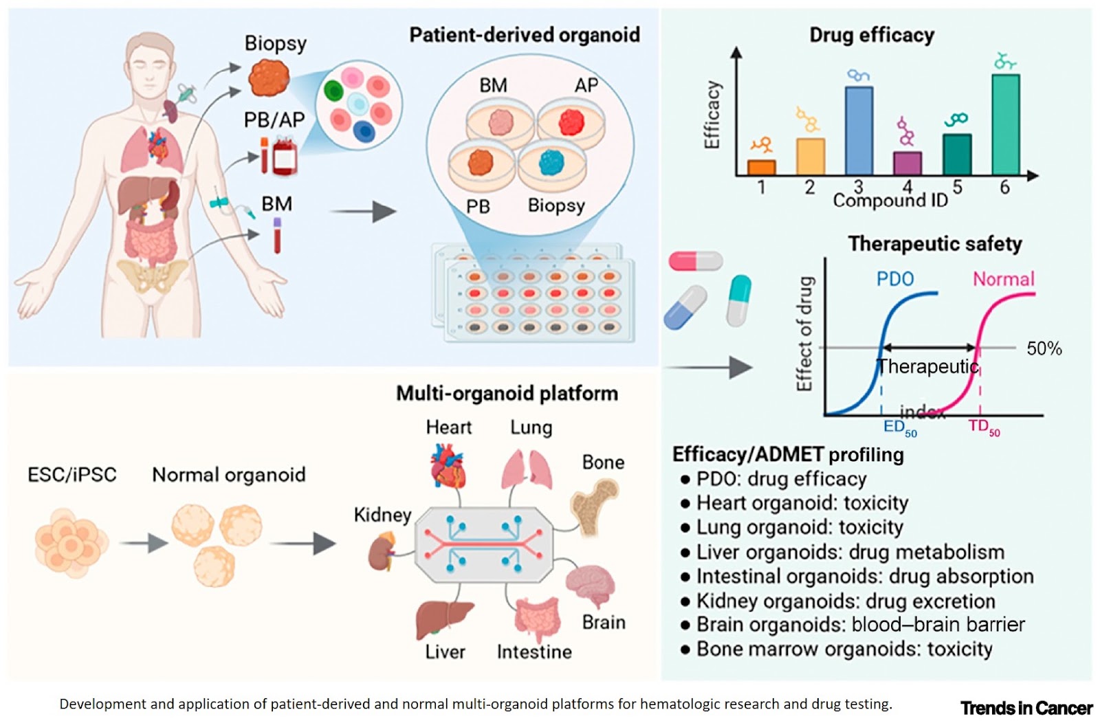 Patient-derived organoids in hematologic malignancies: Fidelity and translation beyond animals