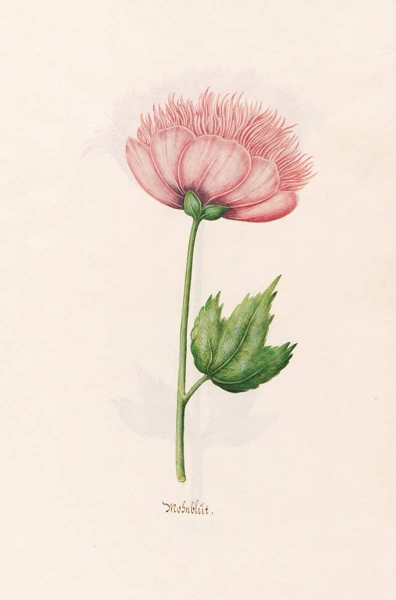Mohnblüt 1692
