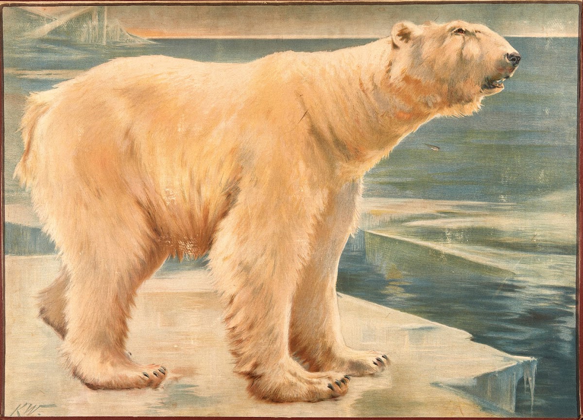 Isbjørn 1906