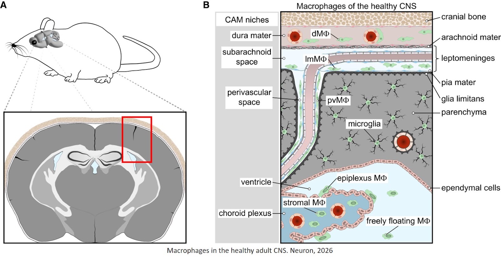 Gateways for myeloid cell entry into the central nervous system