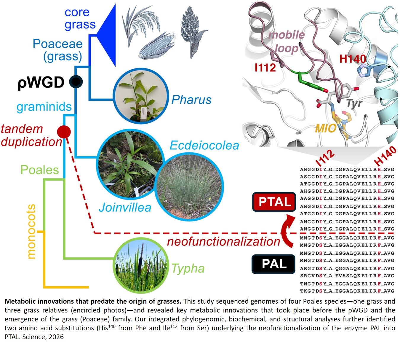 Increasing plants synthesis of lignin and starch
