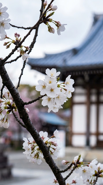 Close-up of White Cherry Blossoms with Blue Tiled Temple Roof - Free mobile Wallpaper