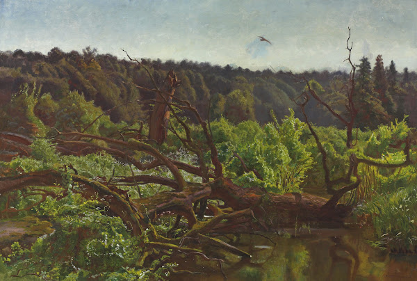 Deep forest  Windthrows circa 1902