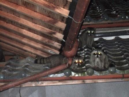 屋根付近にいるアライグマのイメージ写真