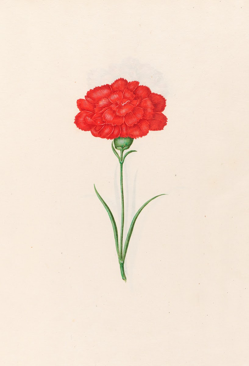 Carnation 1692