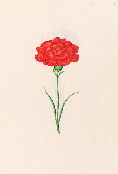 Carnation 1692