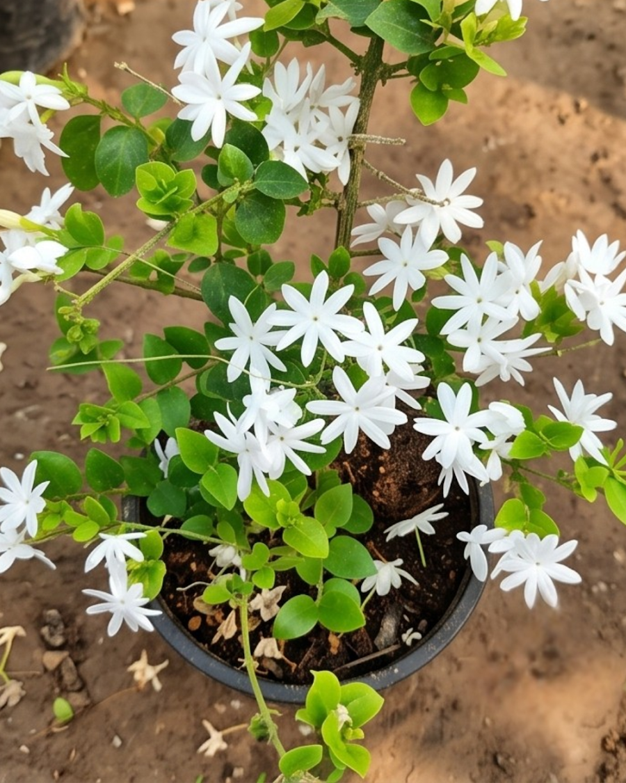 Aromatic Jui Plant — view 5