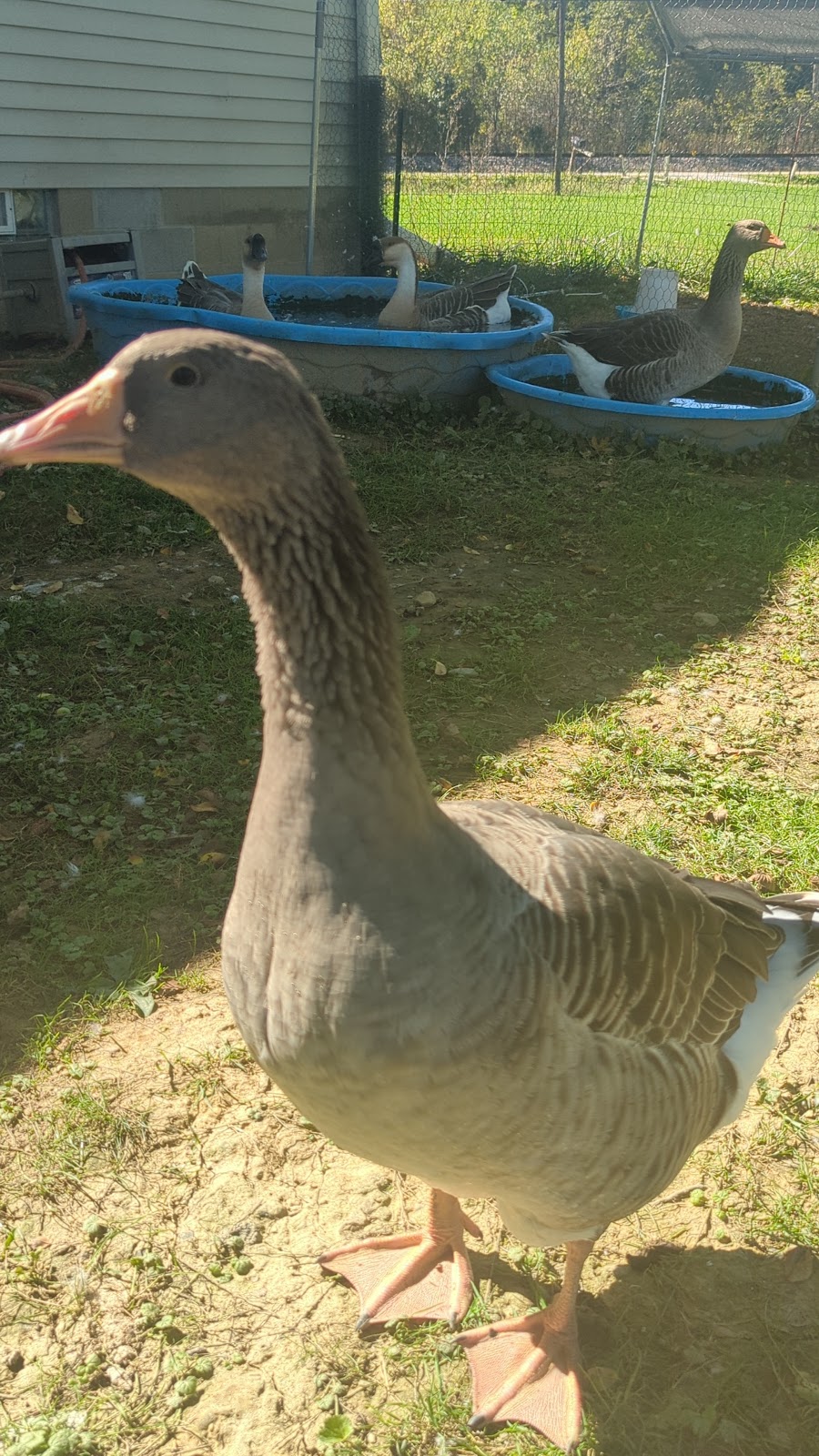 Toulouse Goose