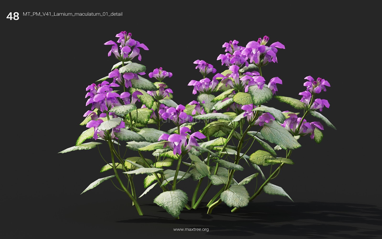 Maxtree - Plant Models Vol.41