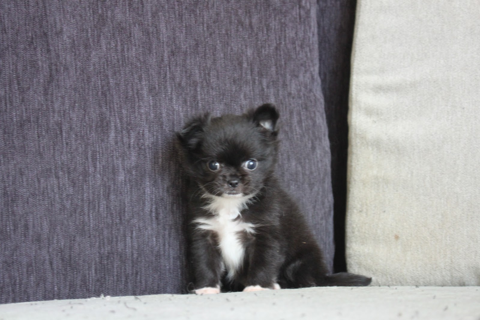 12/19出生 優質迷你長毛吉娃娃黑色妹妹