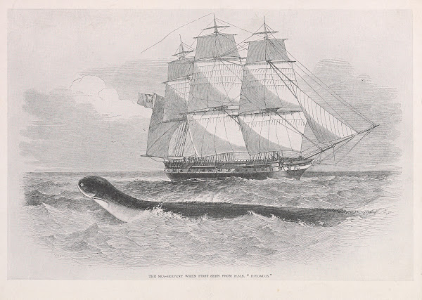 The sea serpent when first seen from HMS Dædalus