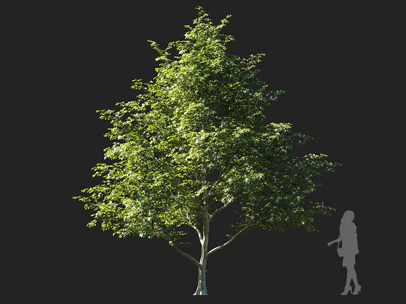 Maxtree - Plant Models Vol.122
