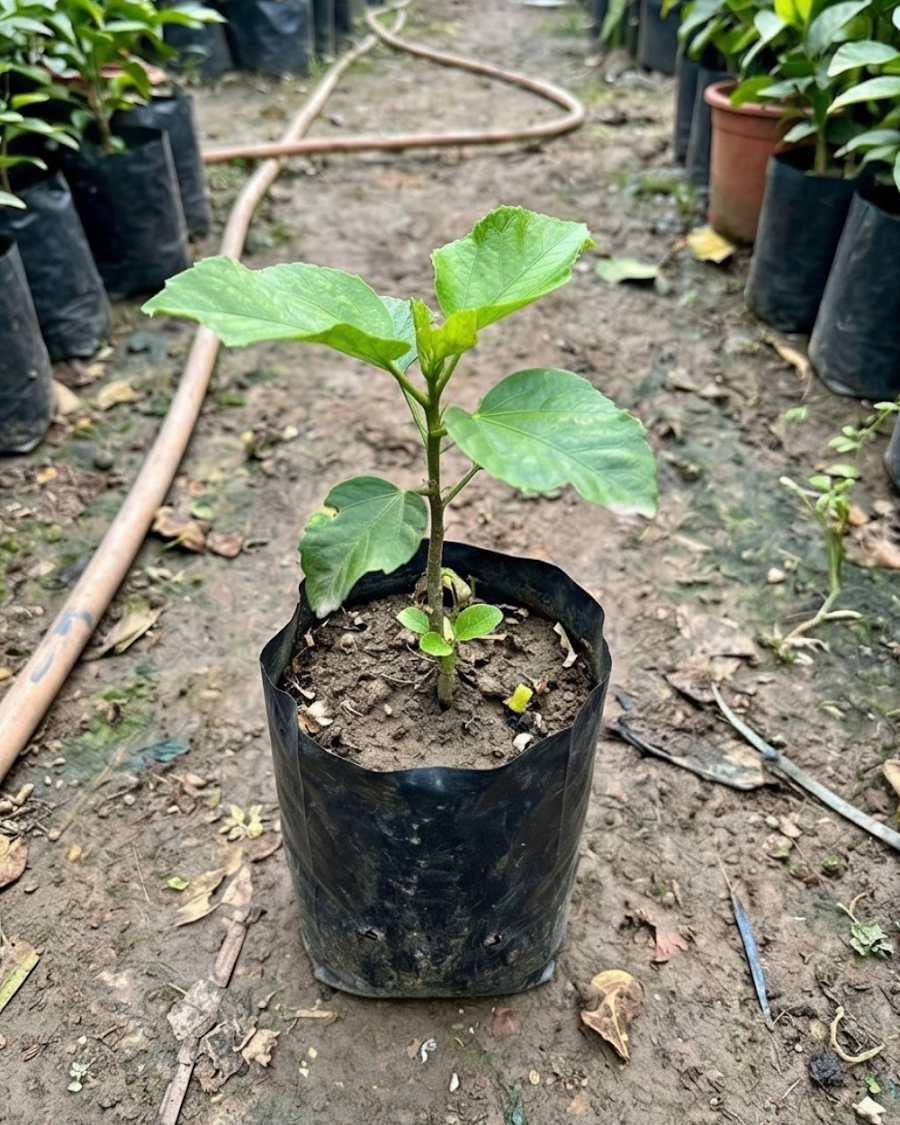 Hibiscus Caribbean Raging Fire — view 2