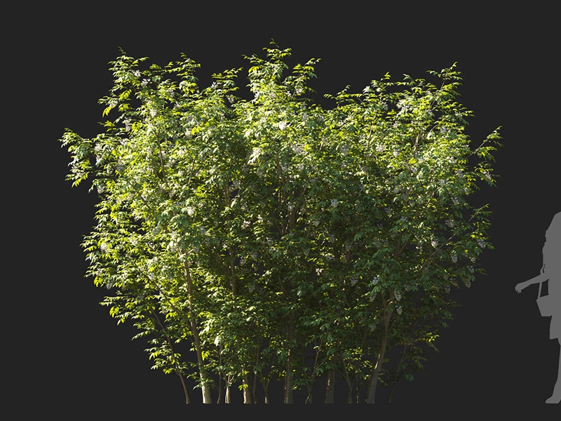 Maxtree - Plant Models Vol.122