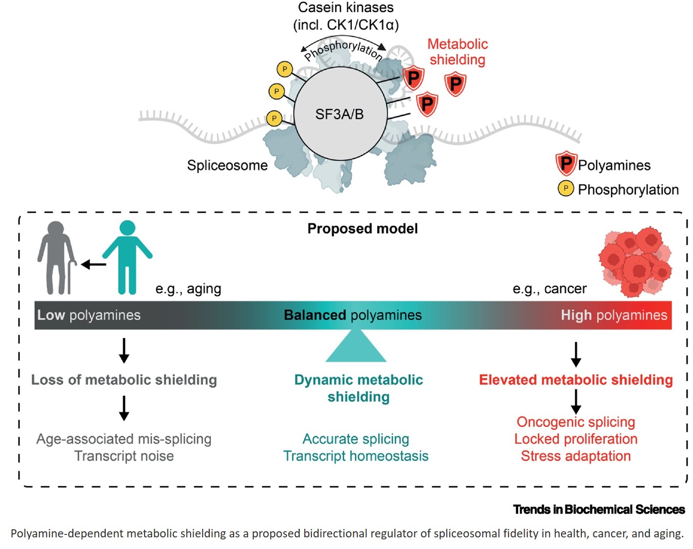 Polyamine-dependent metabolic shielding regulates alternative splicing