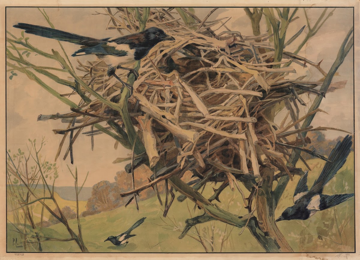 Magpie 1913