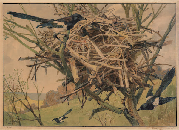 Magpie 1913