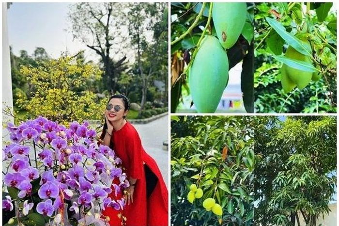Cận cảnh vườn xoài trĩu quả trong cơ ngơi 3.000m2 của 'Người đẹp Tây Đô' - Báo Tri thức &amp; Cuộc sống