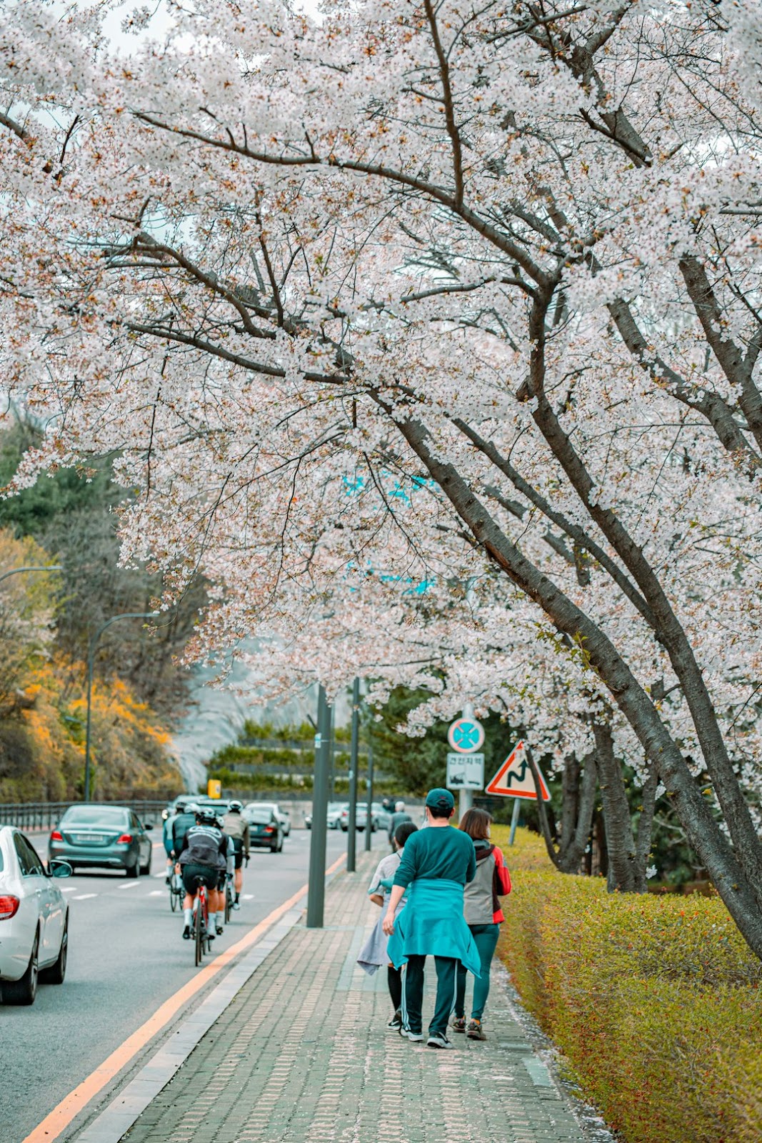 밤이 더 아름다운 진해! 야간개장 최적 방문 시간 & 준비물