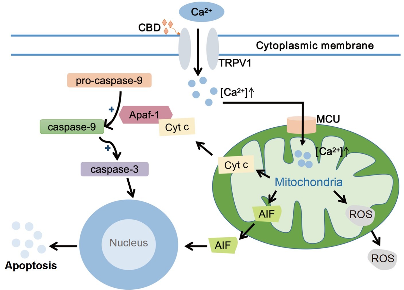 Function and mechanism of action of the TRPV1 channel in the development of triple-negative breast cancer