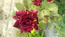 রুয়াইদা ইসলাম