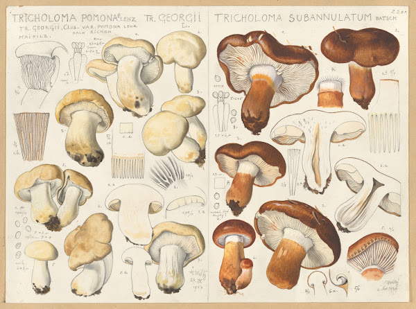 Tricholoma pomona Tricholoma subannulatum 1915 1945