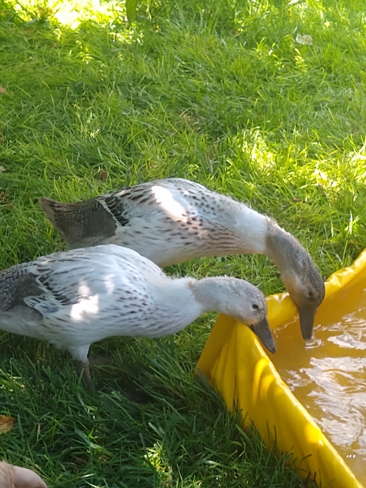 Welsh Harlequin Duckling