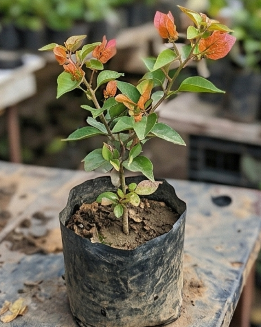 Imported Red Wonder Bougainvillea Plant — view 5