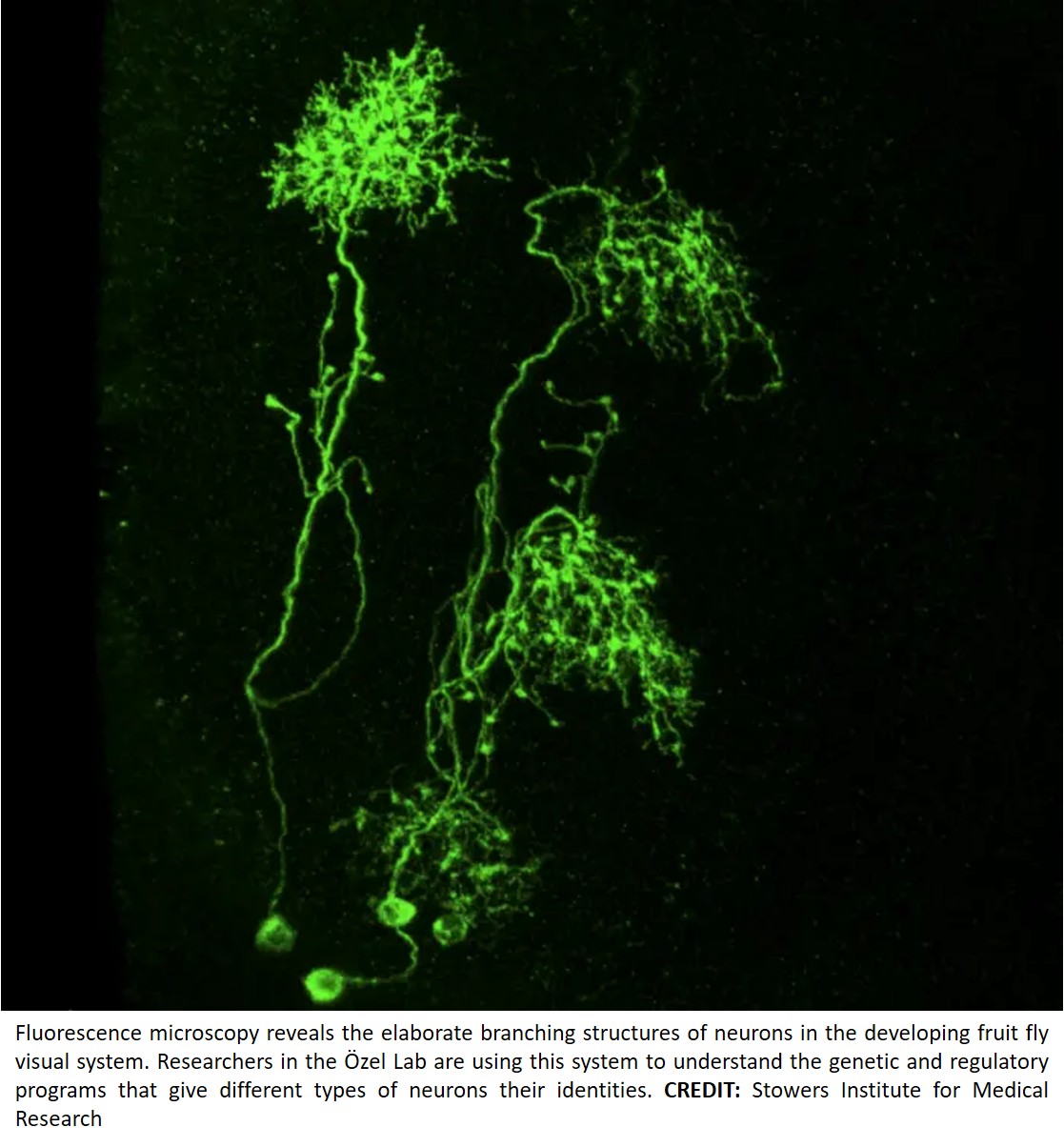 Regulatory logic of neuronal differentiation