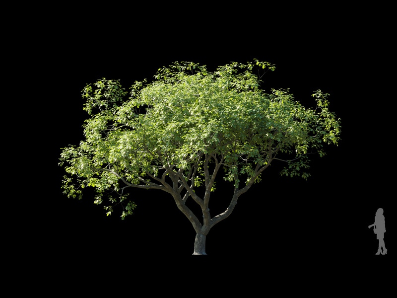 Maxtree - Plant Models Vol.120