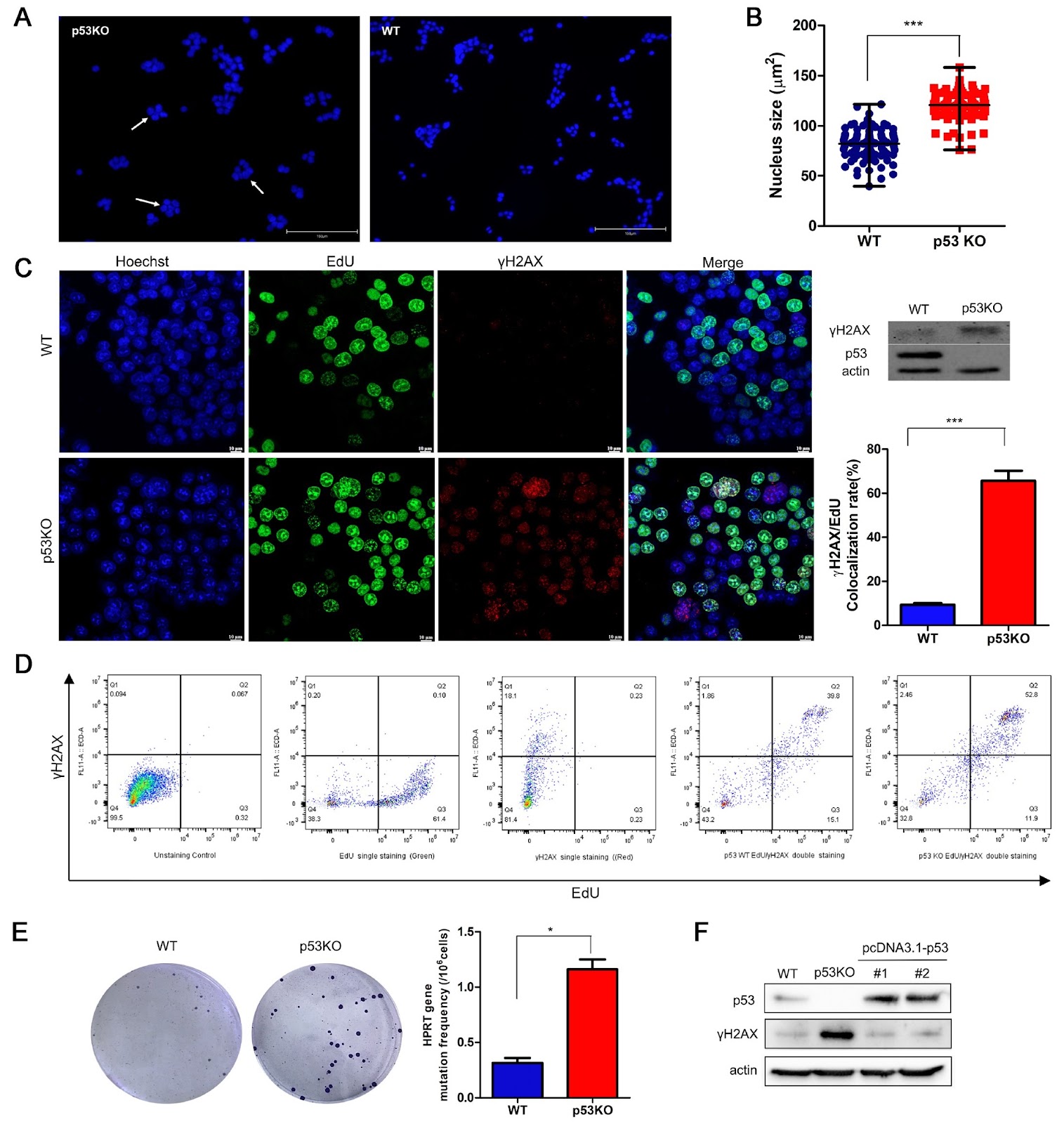 R-loop formation contributes to mTORC1 activation-dependent DNA replication stress induced by p53 deficiency